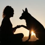 守護動物のイメージ画像