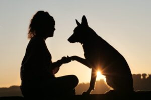 守護動物のイメージ画像